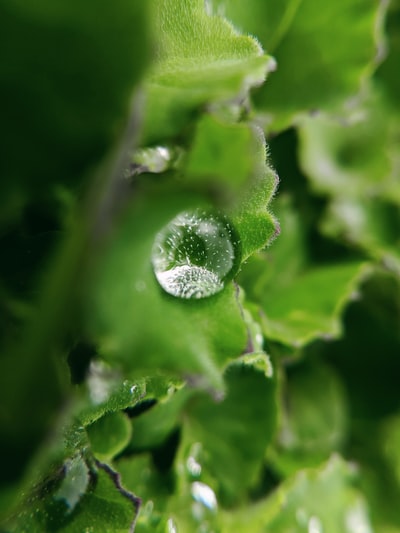 绿叶中的水滴特写摄影